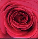 Bilderbuch-Gelb Ist Das Feld-LP (Vinyl)-01