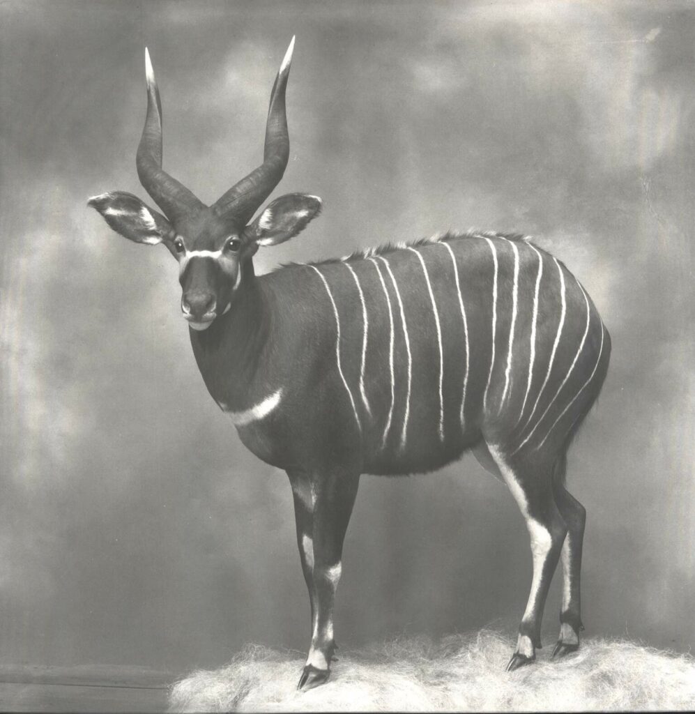 Gary Howell-Housebound Demigod-LP (Vinyl)-01