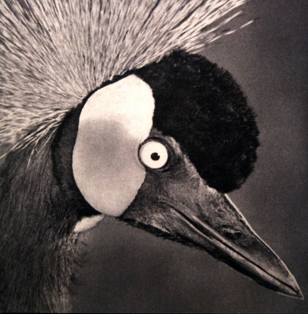 Lumerians-Transmissions From Telos: Vol. IV-LP (Vinyl)-01