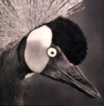 Lumerians-Transmissions From Telos: Vol. IV-LP (Vinyl)-01