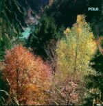 Pole-Wald-LP (Vinyl)-01