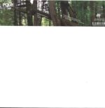 Pole-Waldgeschichten 2-12" Maxi Single (Vinyl)-01