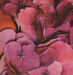 Still Life-Still Life-LP (Vinyl)-01