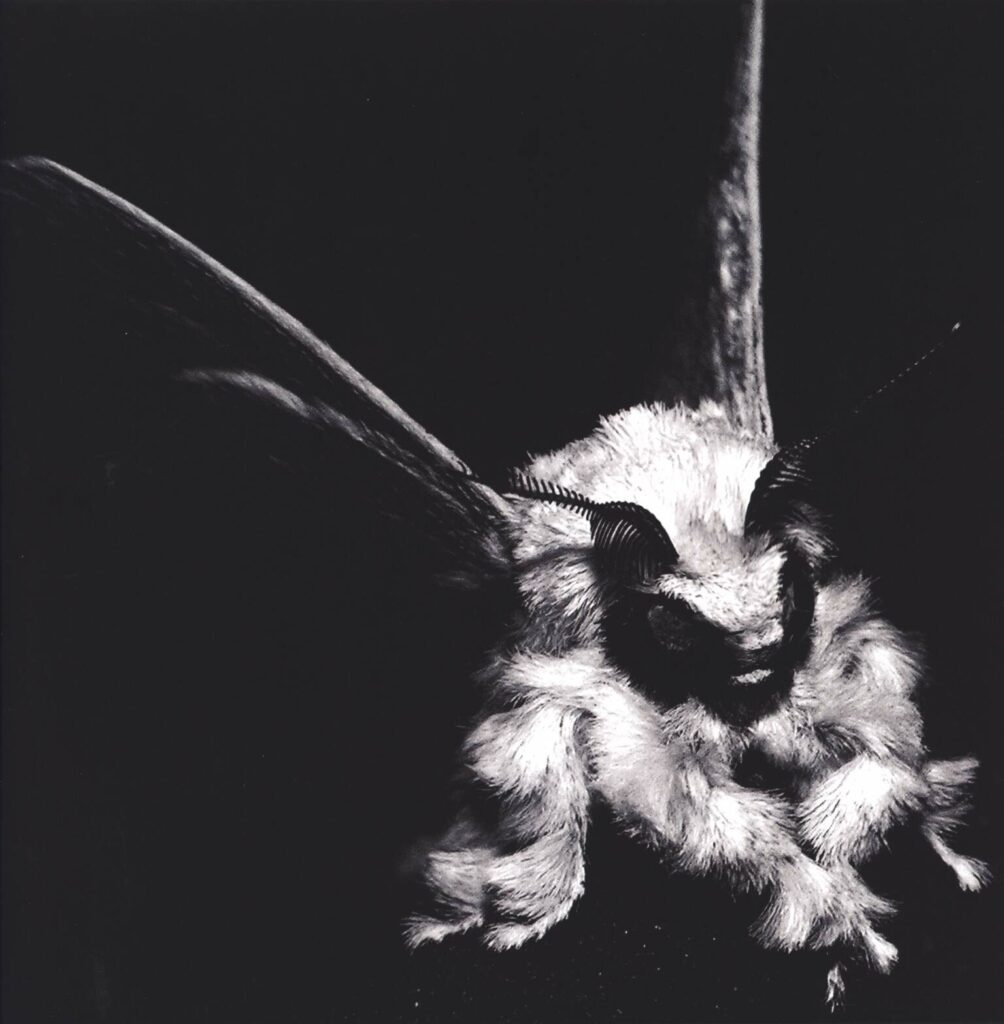 The Moth-They Fall-LP (Vinyl)-01