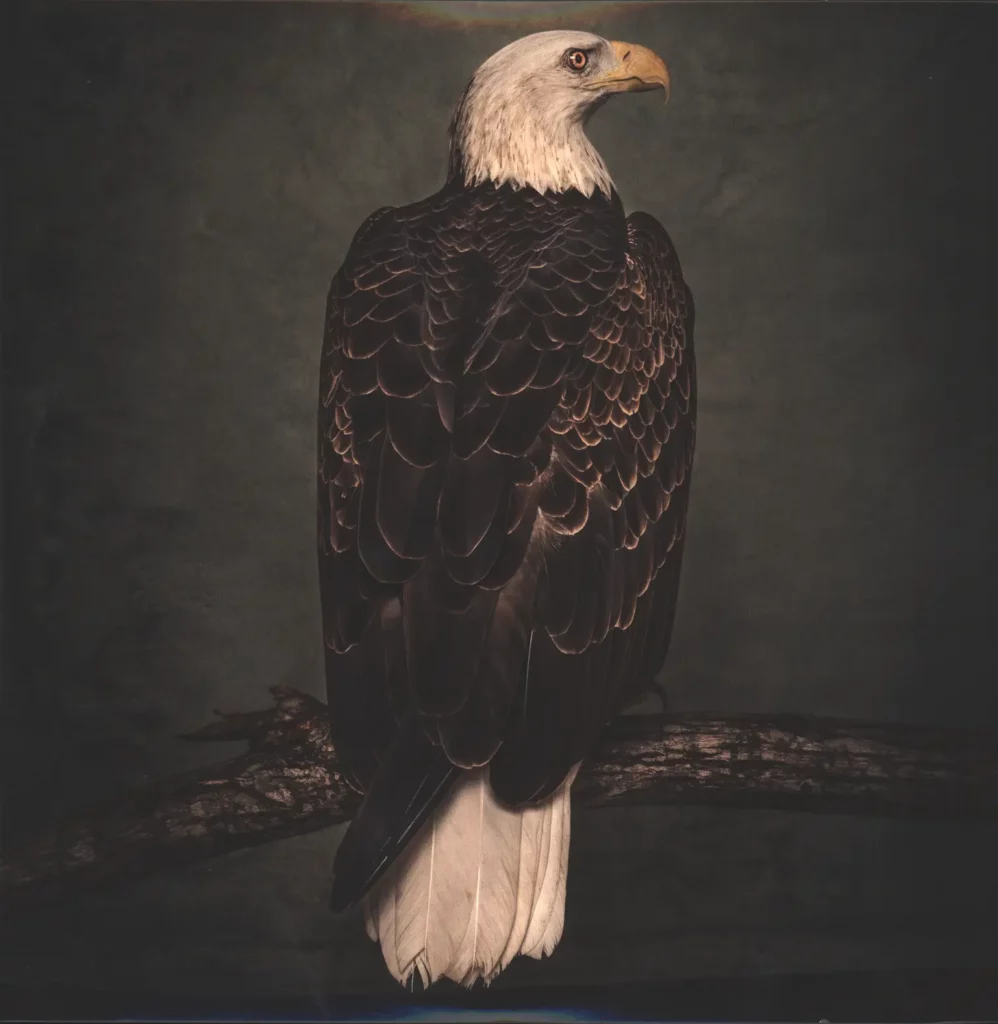 Clutch-Book Of Bad Decisions-LP (Vinyl)-1