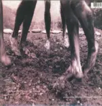 Pearl Jam-Vs-LP (Vinyl)-2