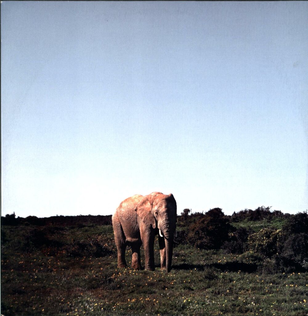 Frittenbude-Delfinarium-LP Vinyl