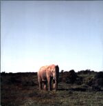 Frittenbude-Delfinarium-LP Vinyl