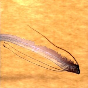 Marble Sheep-Message From Oarfish-LP Vinyl