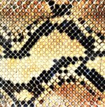 The Amazing Snakeheads-Amphetamine Ballads-LP Vinyl