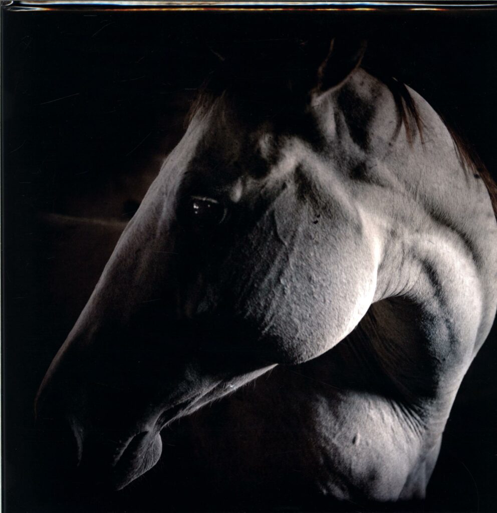 Brother Dege-How To Kill A Horse-LP Vinyl