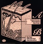 Gym Tonic-Sanitary Situations-12 Vinyl