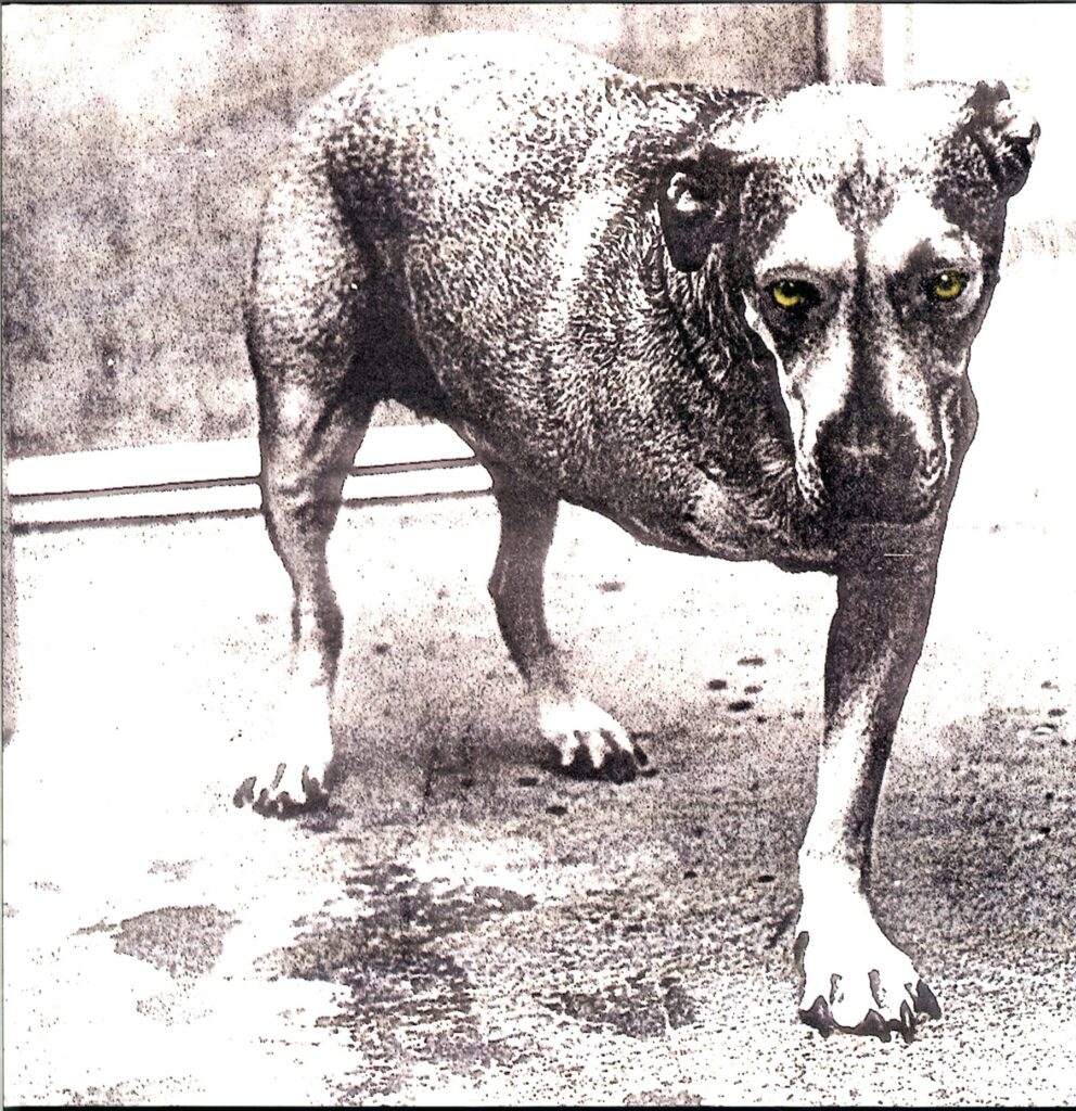 Alice In Chains-Alice In Chains-LP Vinyl