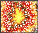 Various-Open Minds Roadrunners - Various Artists Vol. 1-CD