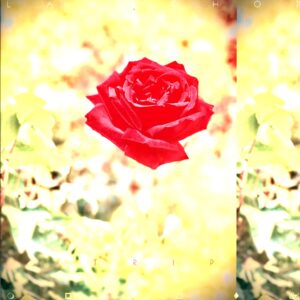 Lambchop-Trip-LP Vinyl