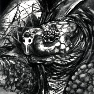 Tortuga-Tortuga-LP Vinyl