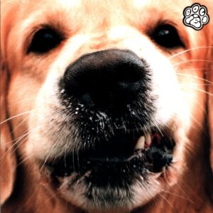 Gold Roger-Goldie-LP Vinyl