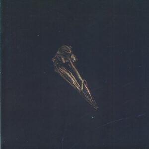 Black Holes Are Cannibals-Surfacer-LP Vinyl