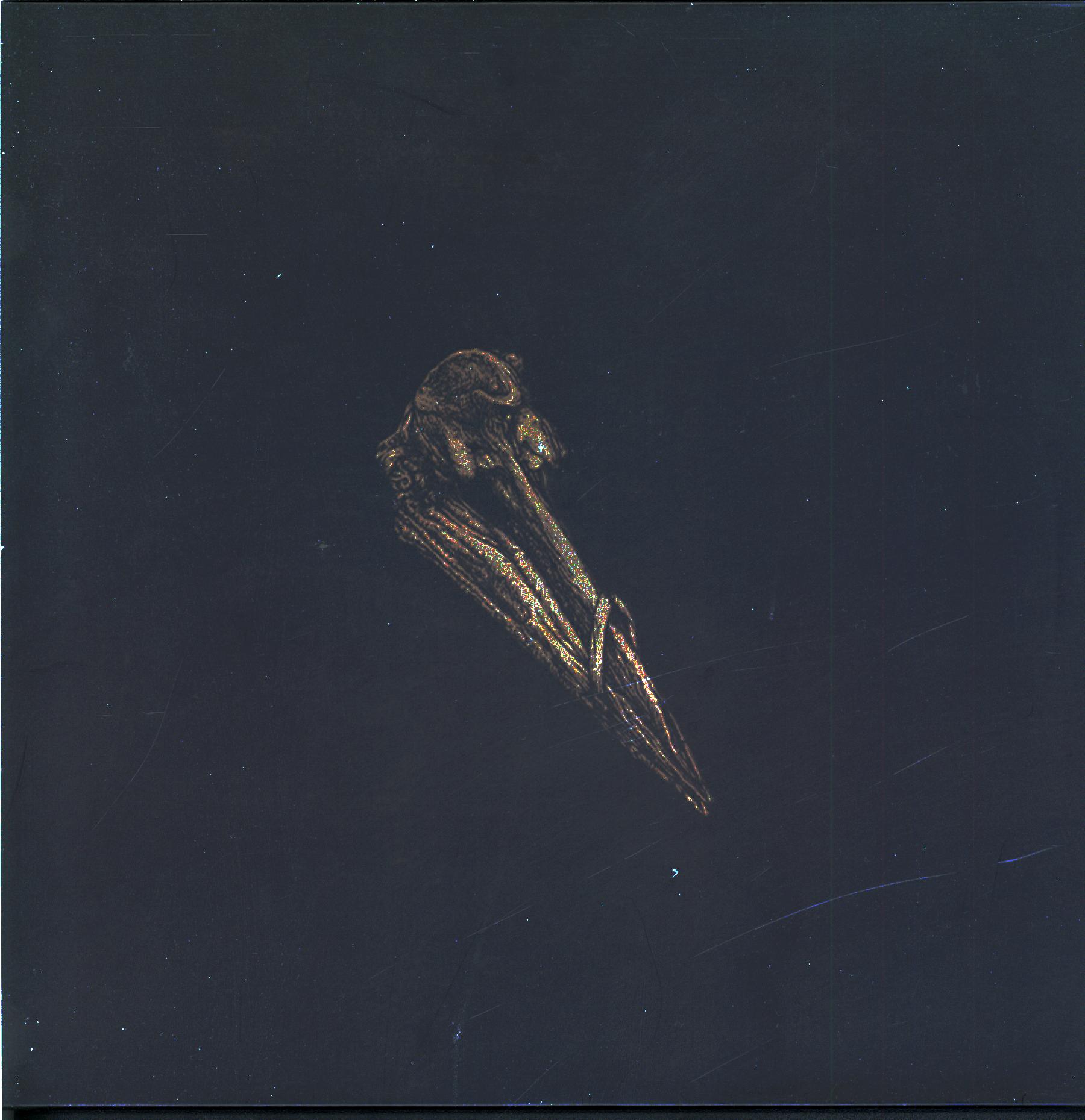 Black Holes Are Cannibals-Surfacer-LP Vinyl-1 Black Holes Are Cannibals-Surfacer-LP Vinyl