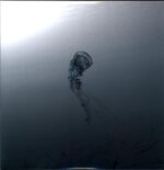 Té-Collection-clear LP Vinyl
